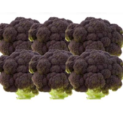 Broccolo nero modicano (6 pezzi)