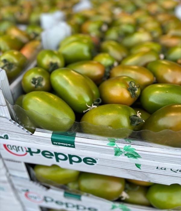 Pomodoro verde lungo a cassa.